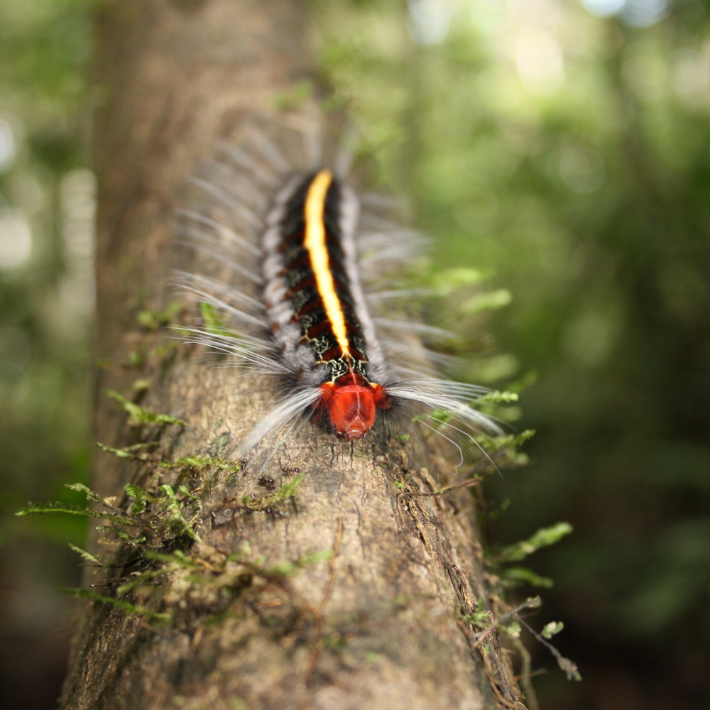 the caterpillar has a red head, yellow stripe down its back and white whiskers coming off its sides the caterpillar has a red head, yellow stripe down its back and white whiskers coming off its sides
